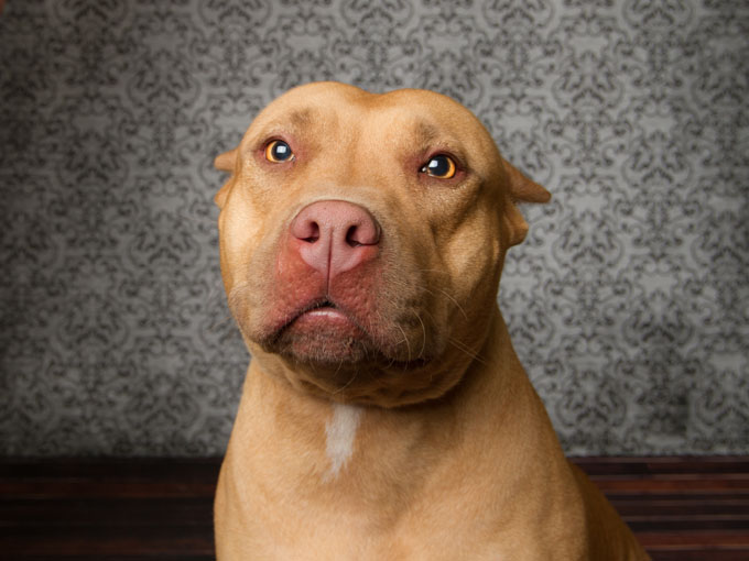 pit bull portrait that looks sad