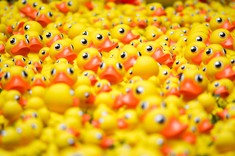 sea of yellow rubber ducks