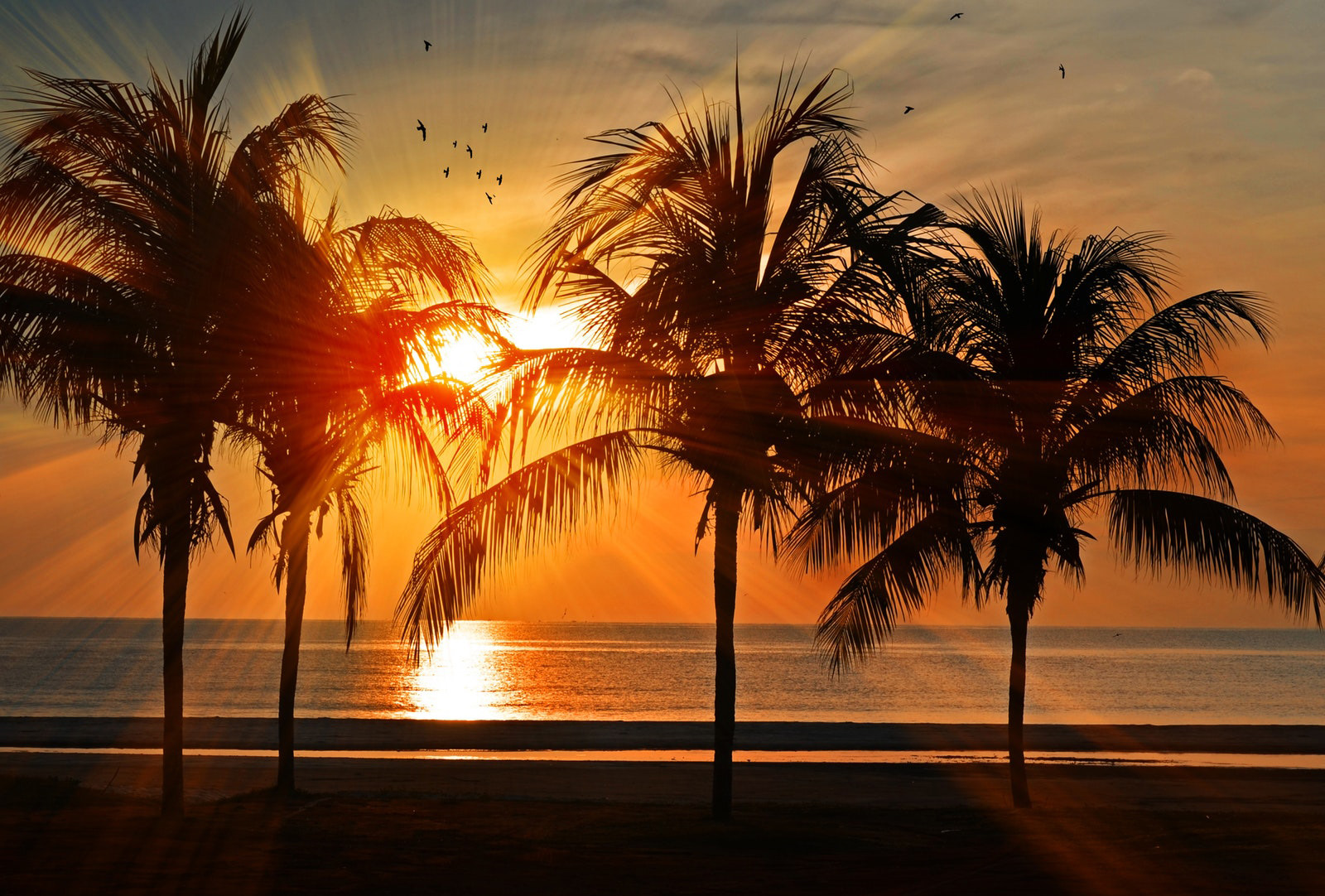 sun shining through palm trees