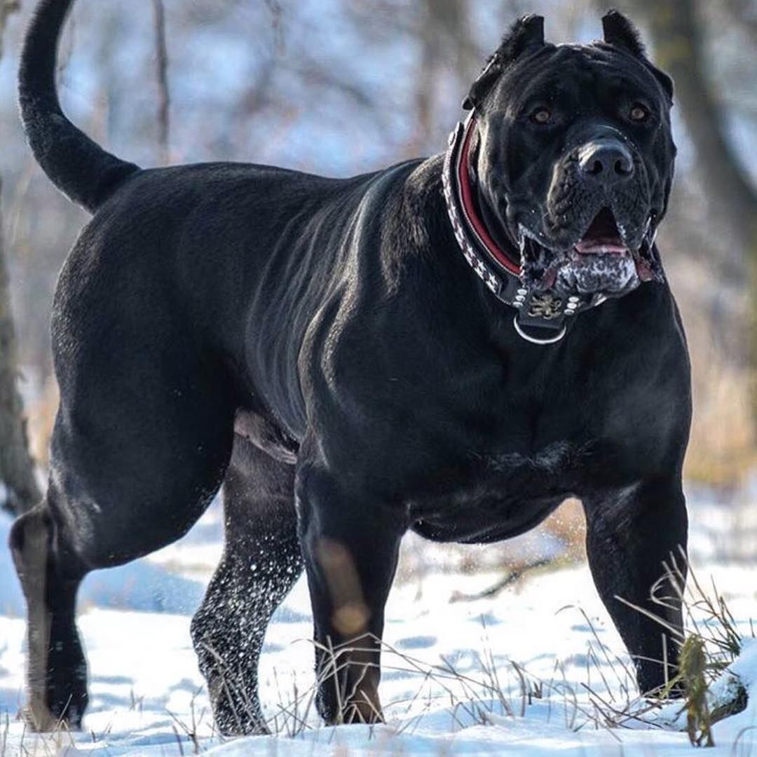 Mastiff Dangerous Dog List 2025