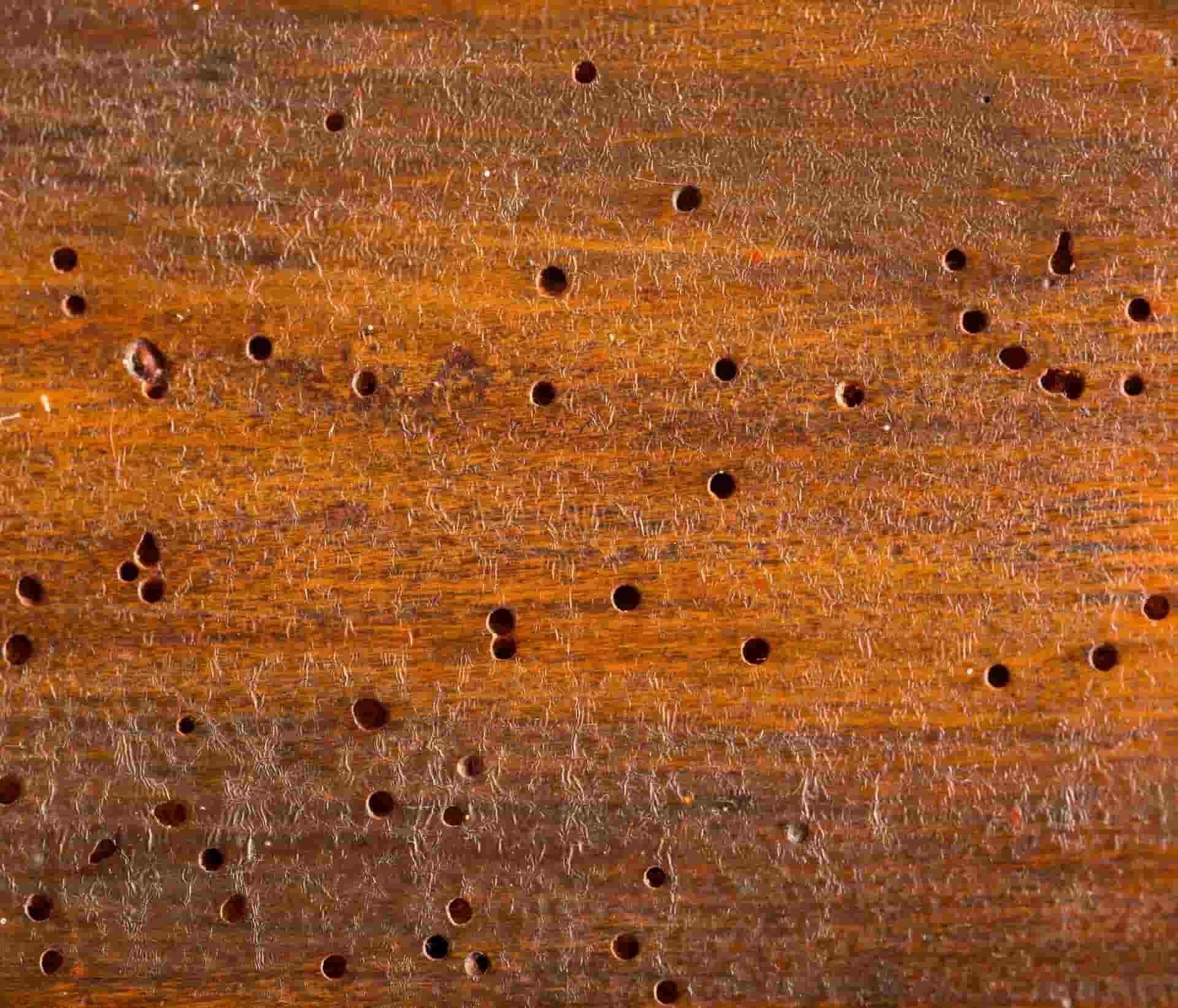 Termite Damage Hardwood Floors