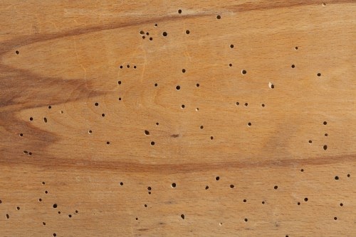 Termite Damage To Hardwood Floors, Small Hole In Hardwood Floor
