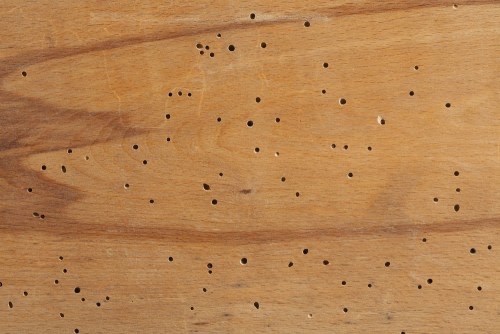 Termite Damage to Hardwood Floors