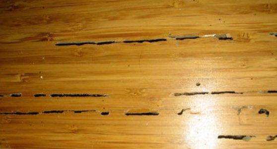 Termite Damage to Hardwood Floors