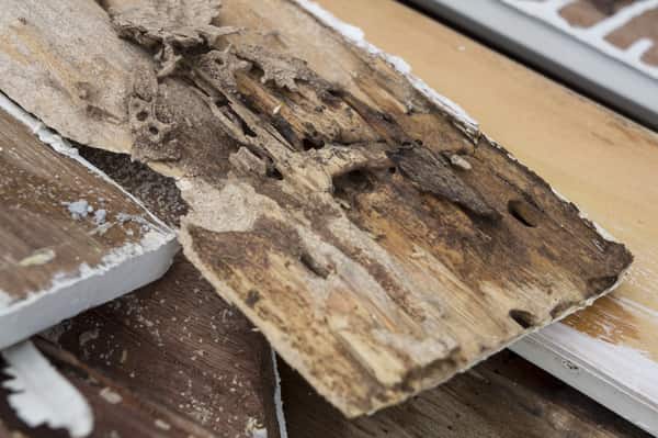 Termites Under Hardwood Floor