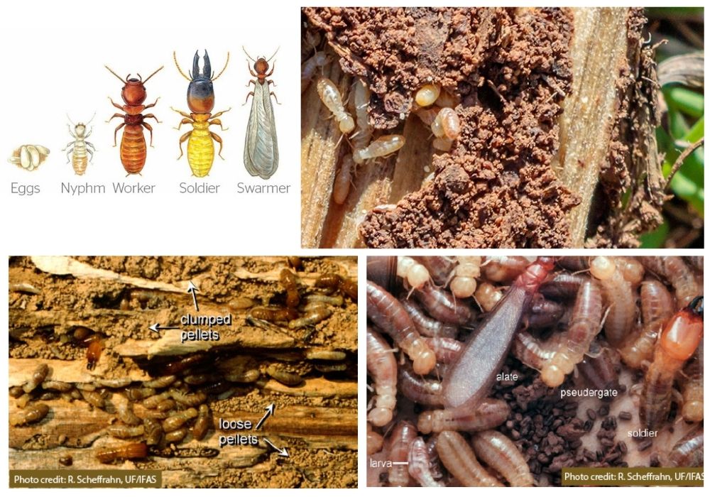 Pictures of Water Damage vs Termite Damage