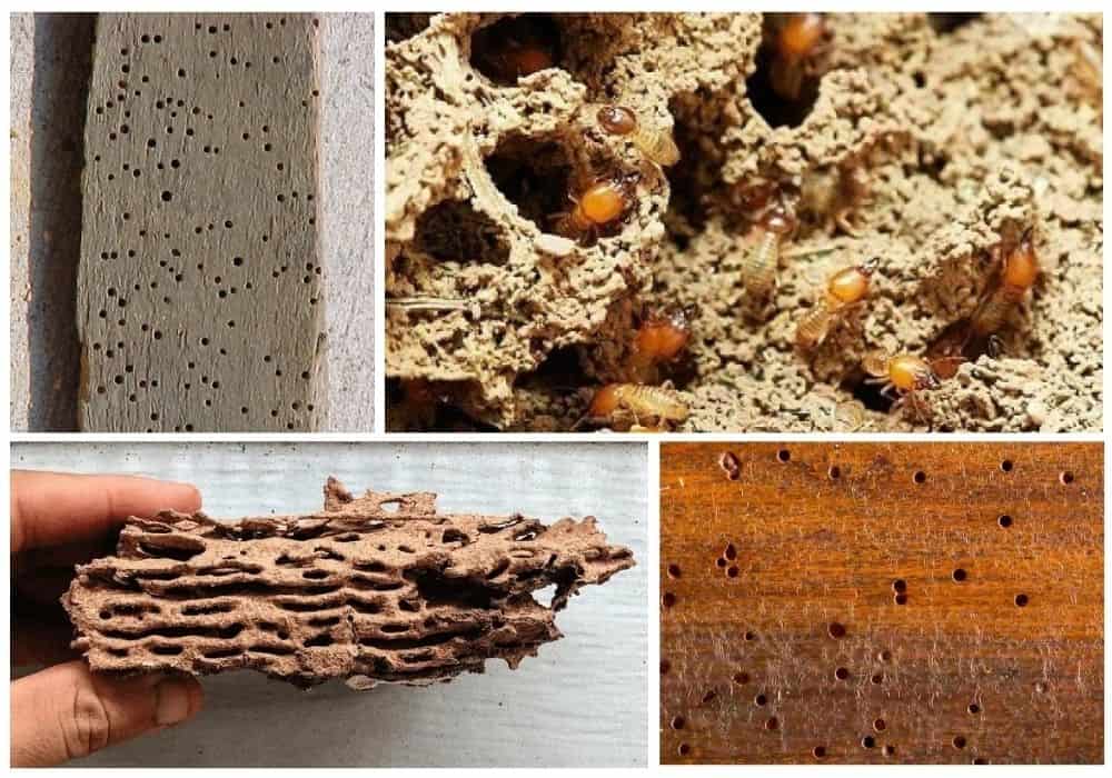 Pictures Of Water Damage Vs Termite Damage