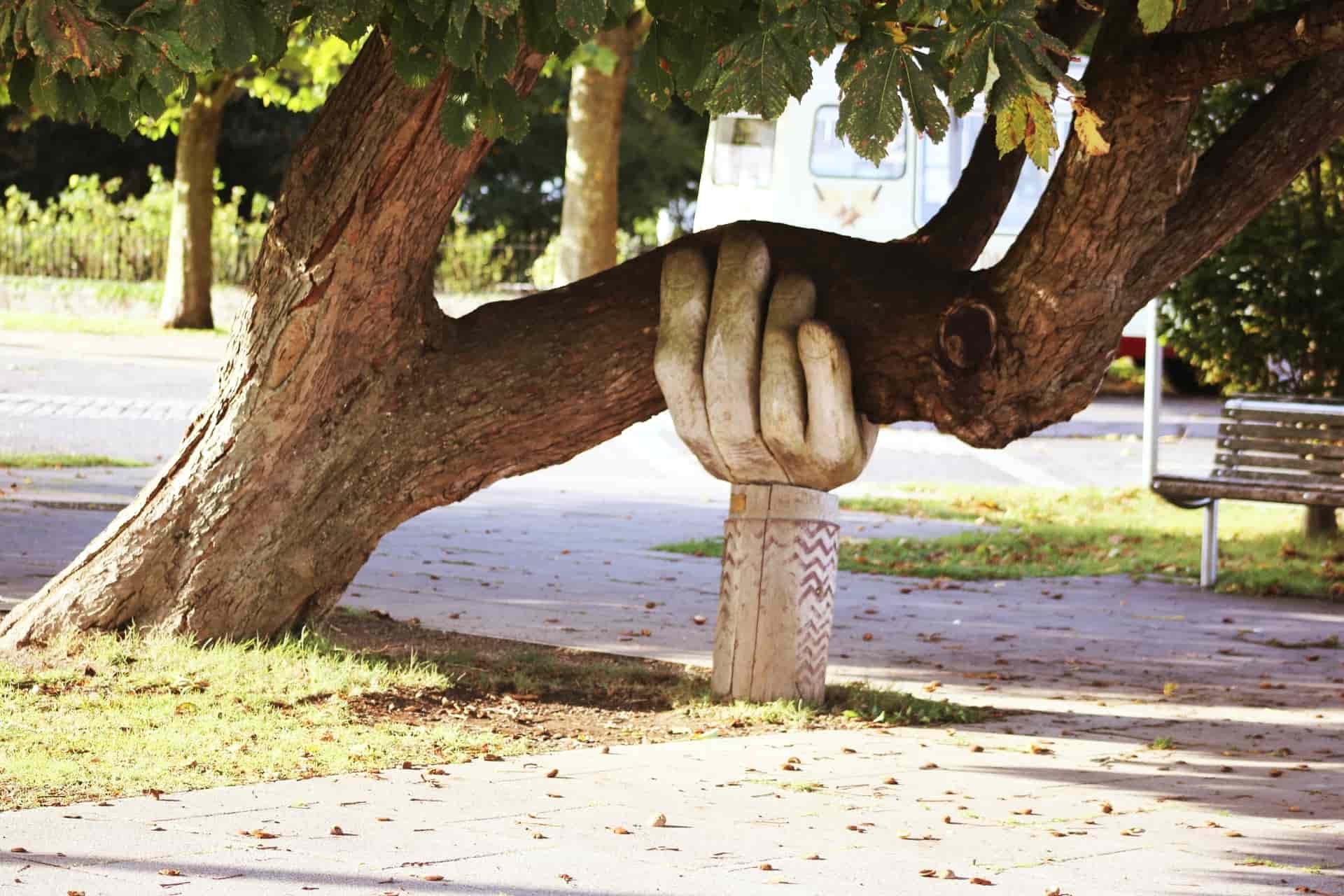 neighbor-s-tree-fell-on-my-house-who-pays