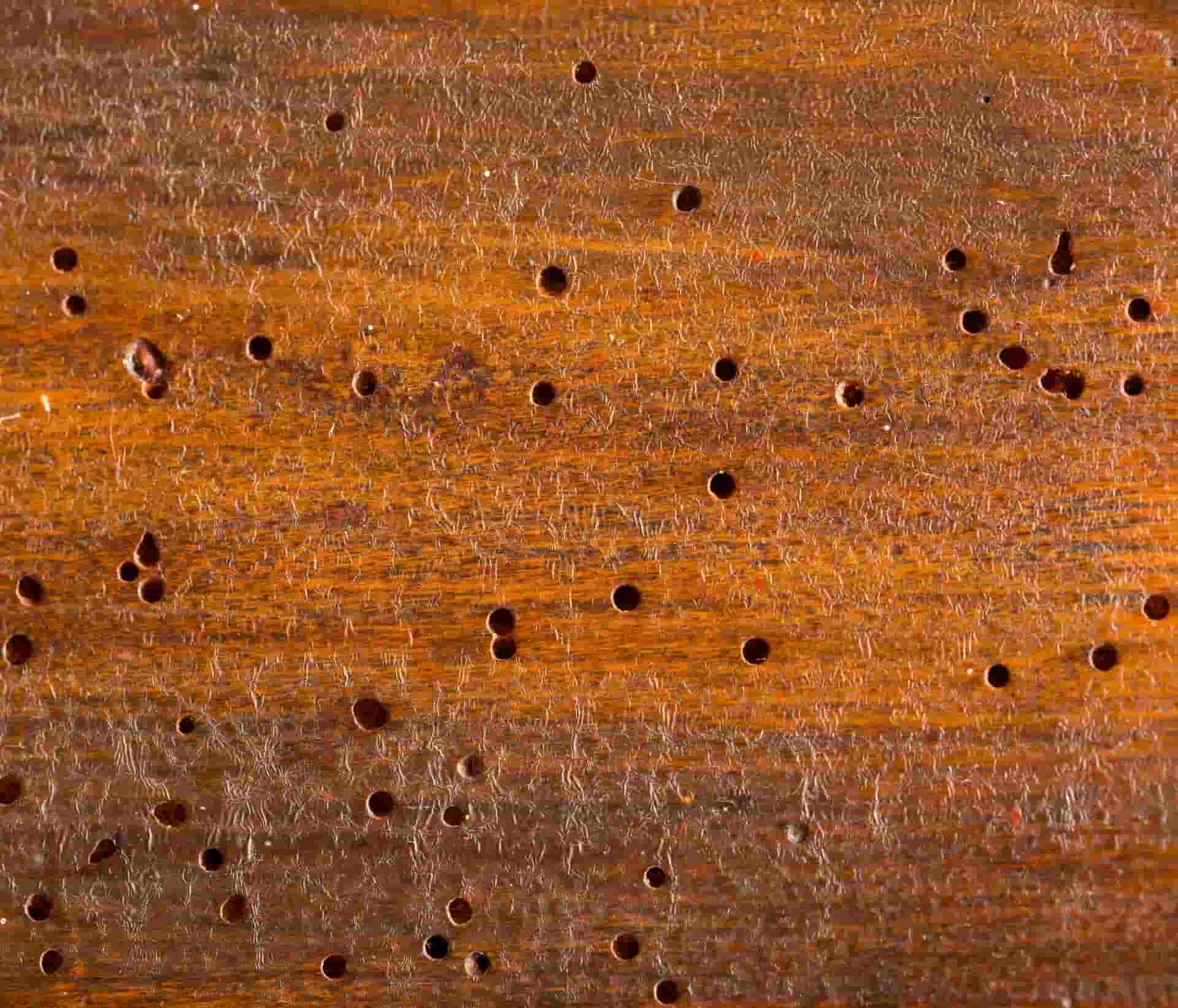 Collection 30+ Background Images what does termite damage look like on hardwood floors Latest Collection 30+ Background Images what does termite damage look like on hardwood floors Latest